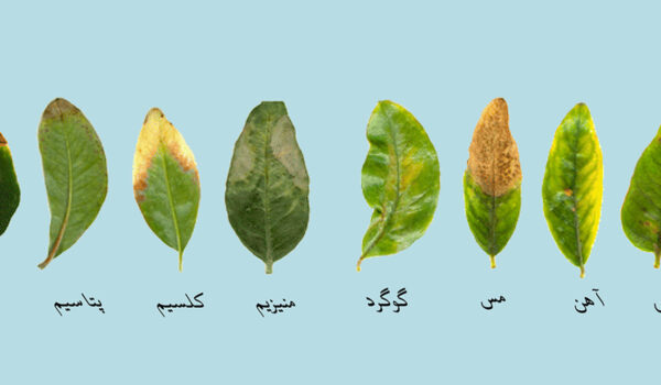 علائم کمبود عناصر در گیاهان