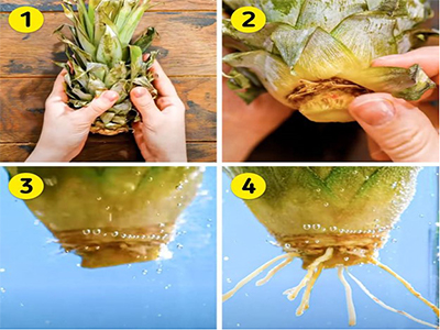 مراحل کاشت آناناس