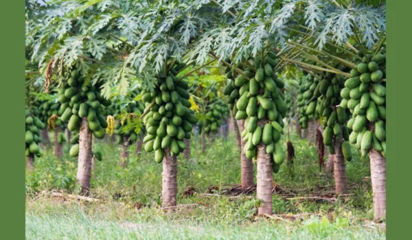 کشت پاپایا