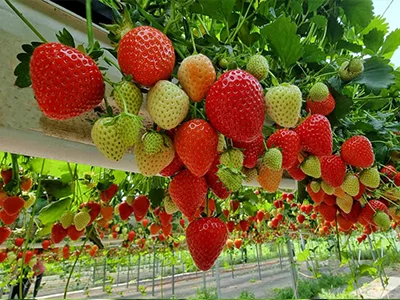 توت فرنگی هیدروپونیک