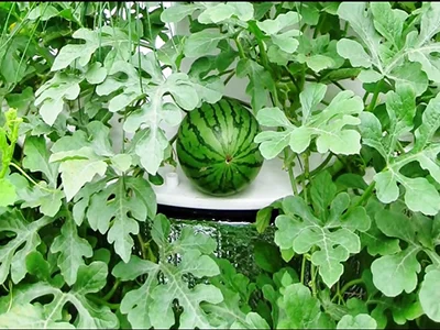 هندوانه هیدروپونیک