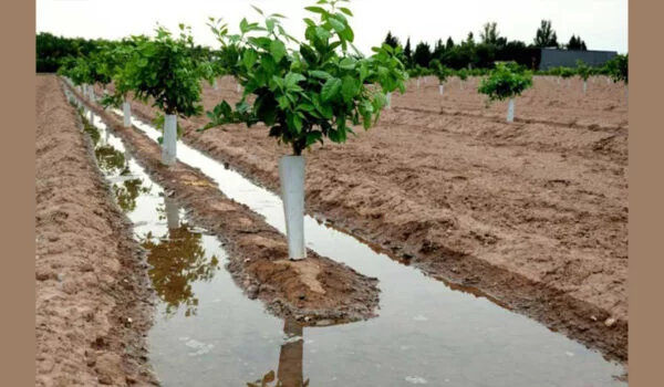 آبیاری نهال